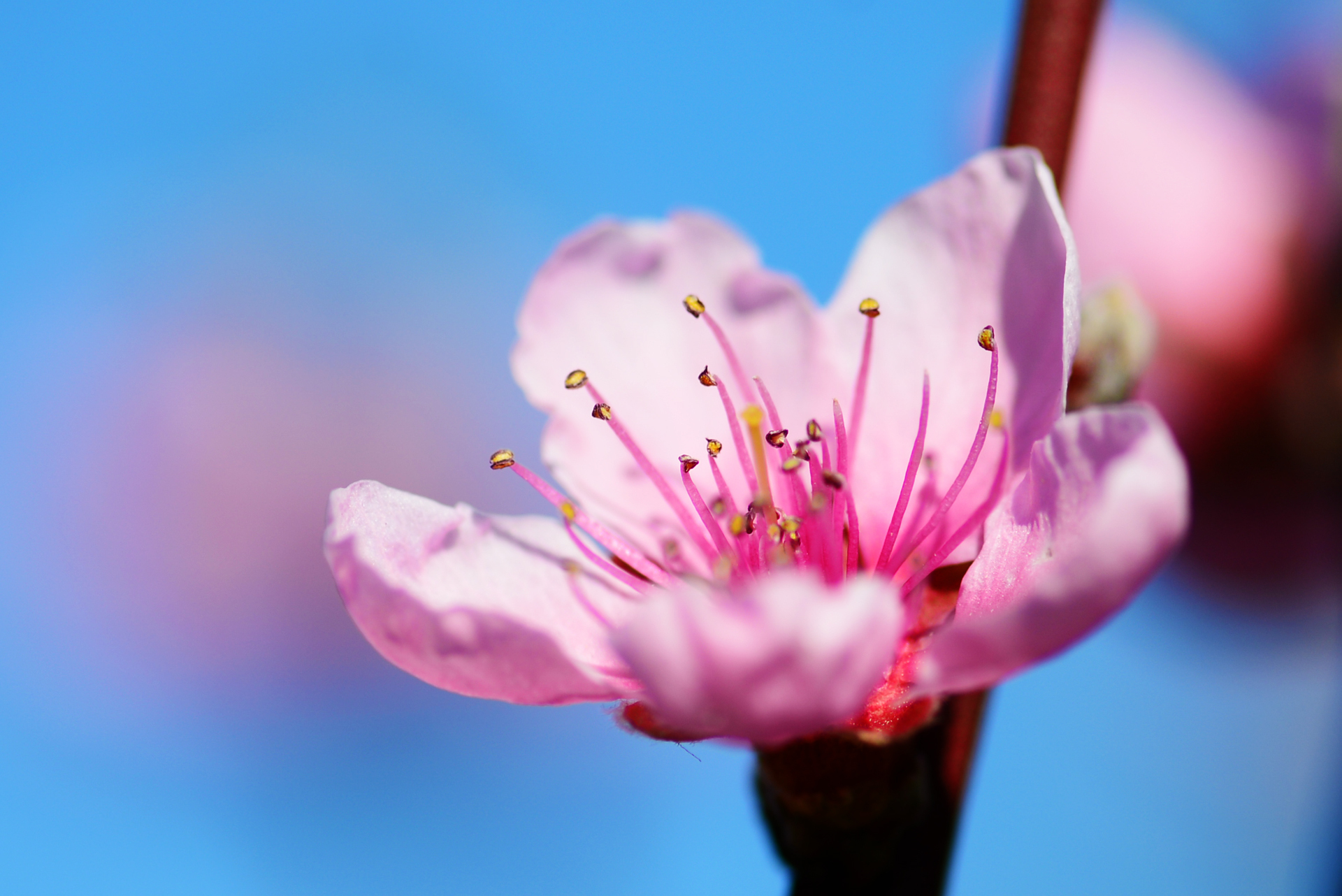 Frühling rosa Blüte