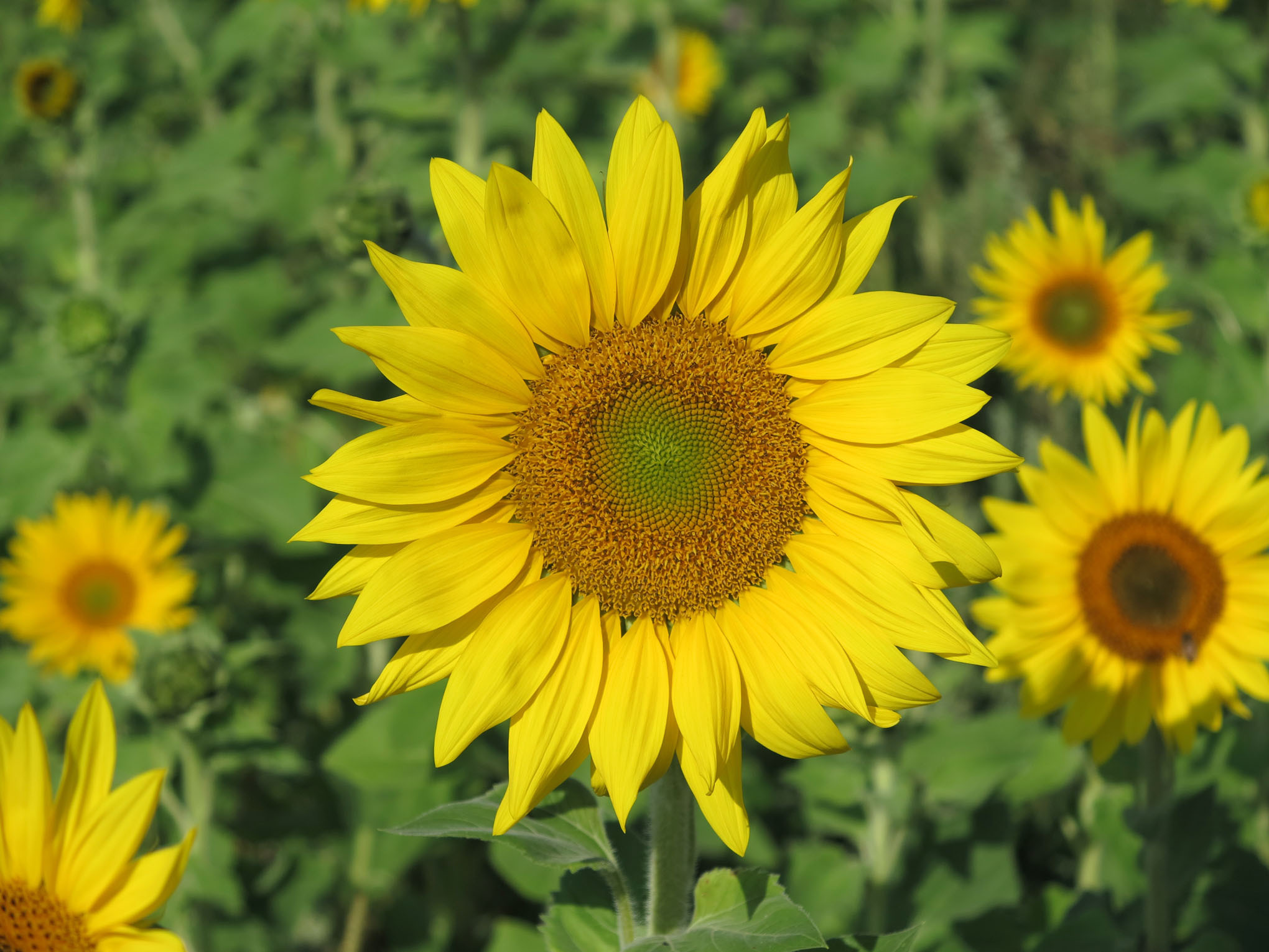 Sonnenblumen 1